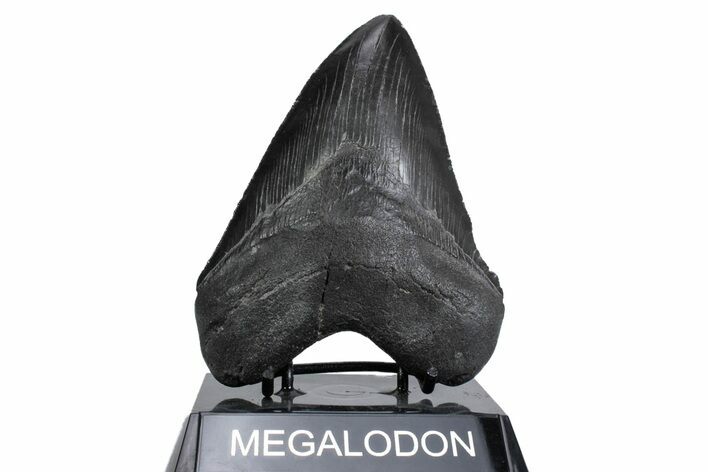 Serrated, Fossil Megalodon Tooth - South Carolina #380124